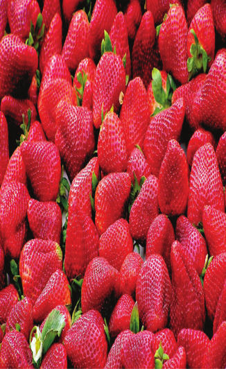 Strawberry prepared for export